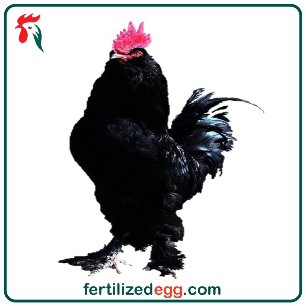 تخم نطفه دار مرغ نژاد مرندی 